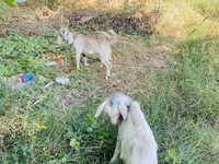 பெண் வெள்ளாடு, வெள்ளாடுகள் — புகைப்படம் 6