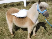 암말, Miniature horse — 사진 5
