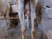 بز ماده, Saanen goat — عکس 7