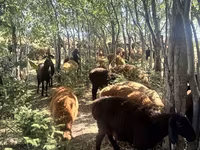 Kambing jantan, Rhon sheep — foto 3