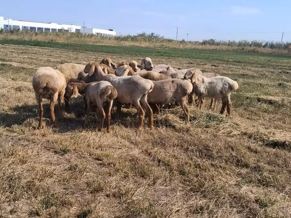 Ovce, Hissar sheep
