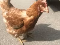 Chickens — акс 2