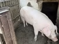 Säue, Крупная белая — Foto 6