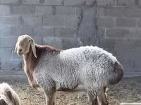 Baran, Arashan sheep — zdjęcie 1