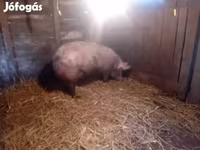 Scrofa, Maiali — foto 1
