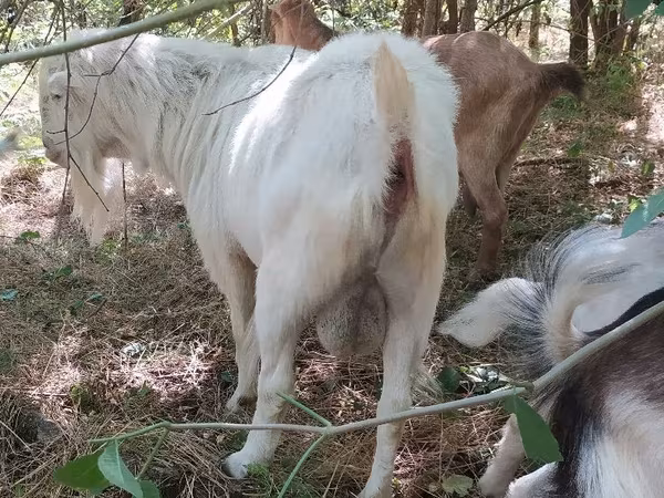 Kambing jantan, LaMancha goats