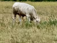 Býk, Maďarské šedé plemeno — foto 1