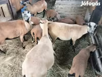 Schaap, Cameroon sheep — foto 1