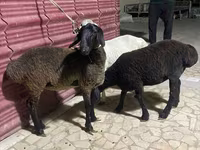 گوسفند (گروه، جنسیت مشخص نشده), گوسفند — عکس 5