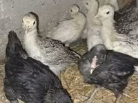 Turkeys — รูปภาพ 2