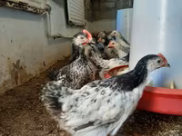 Chickens — foto 5