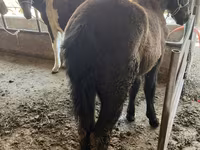 Hingst, Horse breed — foto 2