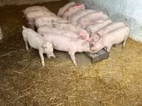 Scrofa — foto 6