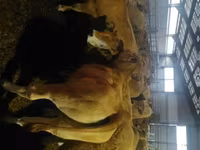 گاو ماده, Aubrac cattle — عکس 1