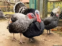 Turkeys — foto 2