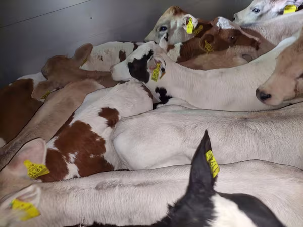 公牛, Simmental cattle