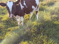 Vacă, Bovine — foto 3