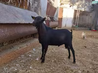 Dişi keçi, Murcia-Granada goats — foto 1
