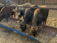 Bik, Swiss cattle — fotografija 8