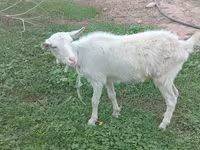 แพะตัวเมีย, Saanen goat — รูปภาพ 2