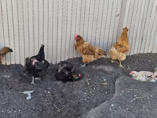 Ayam Denmark