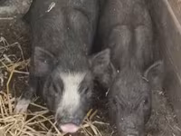 Babi hutan, Вьетнамская вислобрюхая — foto 2