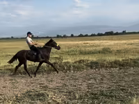 Cheval, French Trotter — photo 3