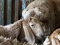 የጎትት አውራ በግ, Arashan sheep — ፎቶ 1