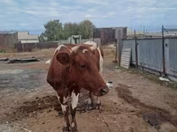Lo’, Simmental cattle — sawirka 2