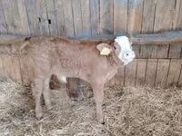 Toro, Vaca Limousin — foto 1