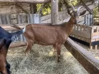 Taka, Alpine goat — 7-rasm