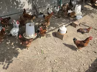 Chickens — عکس 2