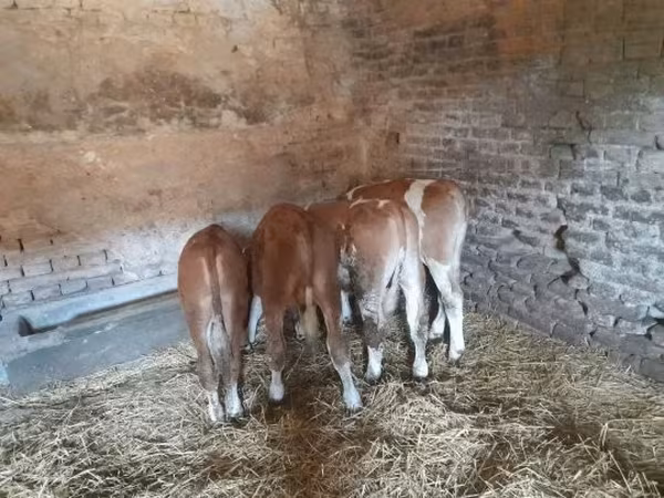 Bull, Hungarian Grey breed — Hungary
