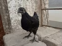 Ayam Cemani — foto 1