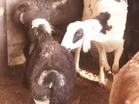 Biri-biri betina, Sheep — foto 2