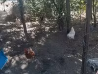 Chickens — 照片 4