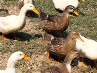 Ducks — foto 1