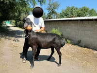 Kambing betina, Arashan sheep — foto 6