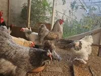 براهما — عکس 5