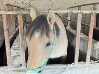 ፈረስ, Horses — ፎቶ 8