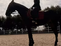 Faras dhaddig, Friesian sport horse — sawirka 4