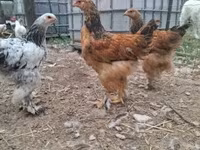 ብራህማ — ፎቶ 3