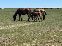 Kobila, Horse breed — fotografija 3