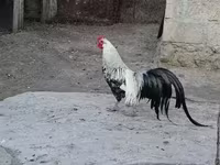Chickens — sawirka 5