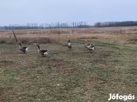 Geese — zdjęcie 3