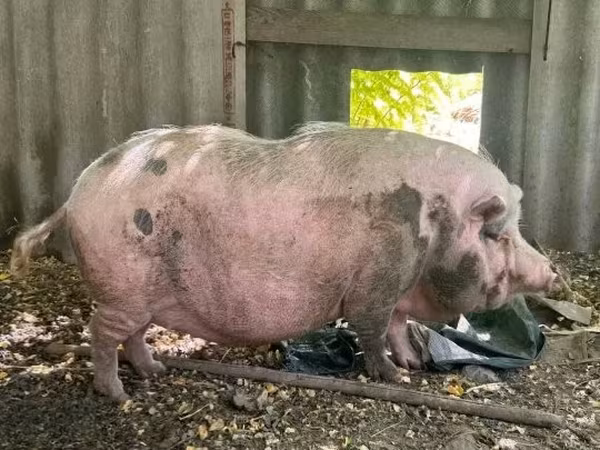 Sow,  — Hungary
