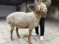 نعجة, Arashan sheep — الصورة 7