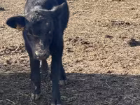 Bull, Aberdeen-Angus — photo 2