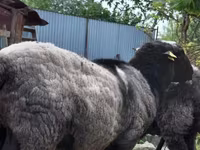 भेड़, Romanov sheep — फ़ोटो 8