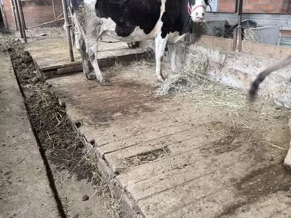 İnek, Latvian Blue cattle